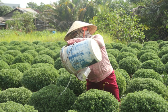 Miền Tây xâm nhập mặn bất thường, làng hoa Tết lo ngay ngáy - Ảnh 3. Miền Tây xâm nhập mặn bất thường, làng hoa Tết lo ngay ngáy - Ảnh 3.