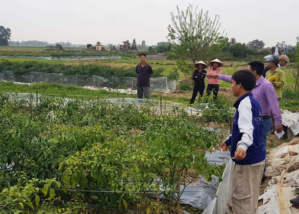 Ruộng ớt bị phá tan, dân nghi do mình phản đối mở rộng đường nội đồng - Ảnh 2. Ruộng ớt bị phá tan, dân nghi do mình phản đối mở rộng đường nội đồng - Ảnh 2.