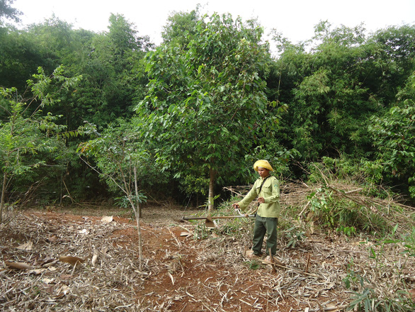 Chi sai hàng tỉ đồng trong quản lý, bảo vệ rừng ở Bình Phước - Ảnh 2.
