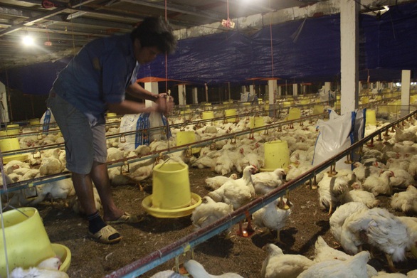 Heo tăng tốc giá, gà đua theo, chân gà da với xương cũng 45.000-55.000đ/kg - Ảnh 1. Heo tăng tốc giá, gà đua theo, chân gà da với xương cũng 45.000-55.000đ/kg - Ảnh 1.