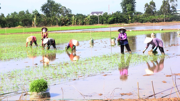 Loạn giống lúa dỏm - Kỳ 3: Phải bảo vệ danh tiếng gạo Việt Nam - Ảnh 3. Loạn giống lúa dỏm - Kỳ 3: Phải bảo vệ danh tiếng gạo Việt Nam - Ảnh 3.