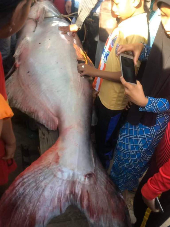 Nông dân An Giang bắt được cá tra dầu 230kg - Ảnh 2.