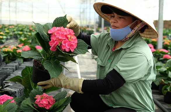 Hoa công nghệ cao đón tết, giá chỉ khoảng 50.000 - 150.000 - Ảnh 2. Hoa công nghệ cao đón tết, giá chỉ khoảng 50.000 - 150.000 - Ảnh 2.