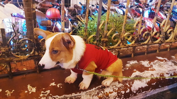 Tiệc đêm Giáng sinh nhà hàng, quán ăn Sài Gòn nườm nượp khách - Ảnh 8. Tiệc đêm Giáng sinh nhà hàng, quán ăn Sài Gòn nườm nượp khách - Ảnh 8.