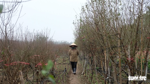 Chi chục triệu đồng thuê nhân công tuốt lá đào dịp tết - Ảnh 8. Chi chục triệu đồng thuê nhân công tuốt lá đào dịp tết - Ảnh 8.