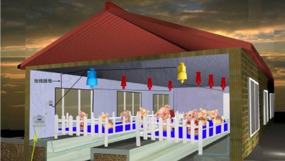 Trung Quốc lắp điện cao áp trong chuồng lợn để diệt dịch tả lợn châu Phi - Ảnh 1. Trung Quốc lắp điện cao áp trong chuồng lợn để diệt dịch tả lợn châu Phi - Ảnh 1.