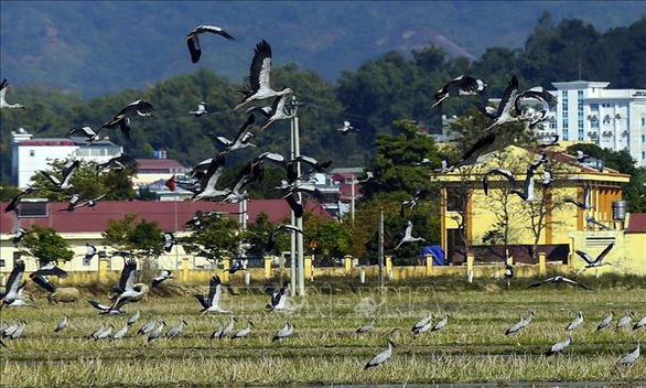 Hàng trăm con cò nhạn quý hiếm xuất hiện ở Mường Thanh - Ảnh 1. Hàng trăm con cò nhạn quý hiếm xuất hiện ở Mường Thanh - Ảnh 1.
