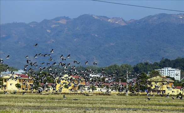 Hàng trăm con cò nhạn quý hiếm xuất hiện ở Mường Thanh - Ảnh 4. Hàng trăm con cò nhạn quý hiếm xuất hiện ở Mường Thanh - Ảnh 4.