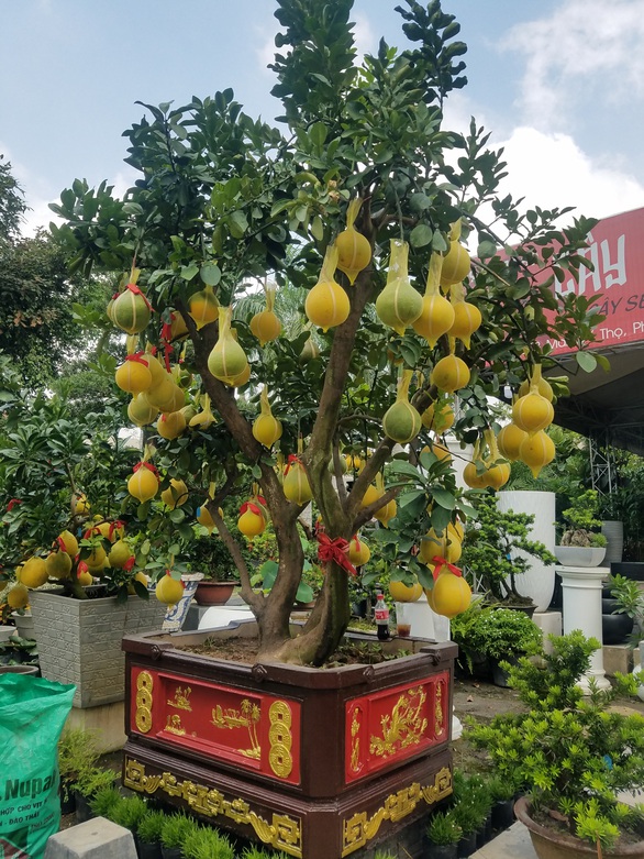Bưởi Diễn chưng tết giá 70-80 triệu đồng/cây đổ bộ TP.HCM - Ảnh 7. Bưởi Diễn chưng tết giá 70-80 triệu đồng/cây đổ bộ TP.HCM - Ảnh 7.