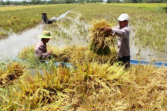 Tích tụ ruộng đất, con đường tất yếu