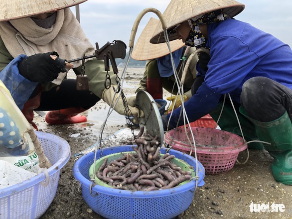 Theo chân những phụ nữ đào vàng ròng trên bãi biển Vân Đồn - Ảnh 6. Theo chân những phụ nữ đào vàng ròng trên bãi biển Vân Đồn - Ảnh 6.