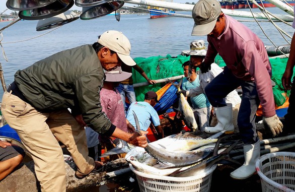 Đi biển đầu năm, ngư dân Quảng Trị trúng hơn 5 tỉ đồng cá bè vàng - Ảnh 1. Đi biển đầu năm, ngư dân Quảng Trị trúng hơn 5 tỉ đồng cá bè vàng - Ảnh 1.