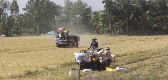 Ông Lê Minh Hoan: Cần chiến lược dài hạn cho hạt gạo Đồng bằng thay vì giải cứu - Ảnh 3. Ông Lê Minh Hoan: Cần chiến lược dài hạn cho hạt gạo Đồng bằng thay vì giải cứu - Ảnh 3.