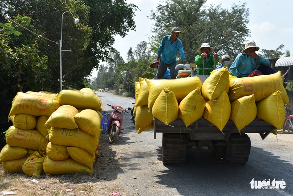 Nông dân khốn khổ vì doanh nghiệp bẻ kèo thu mua lúa - Ảnh 5. Nông dân khốn khổ vì doanh nghiệp bẻ kèo thu mua lúa - Ảnh 5.