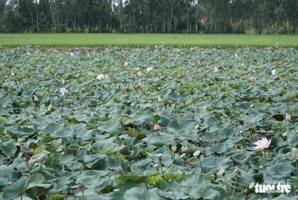 Làm du lịch hời hợt, đồng sen Tháp Mười còn đâu? - Ảnh 2. Làm du lịch hời hợt, đồng sen Tháp Mười còn đâu? - Ảnh 2.