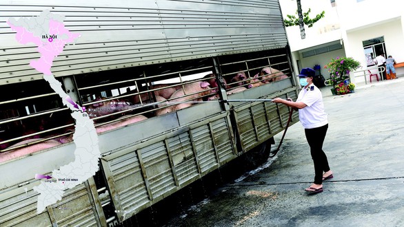 Ngăn dịch tả heo lan vào miền Nam - Ảnh 1. Ngăn dịch tả heo lan vào miền Nam - Ảnh 1.