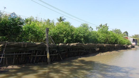 Trồng tràm, bần làm kè sinh thái ngăn sạt lở - Ảnh 1. Trồng tràm, bần làm kè sinh thái ngăn sạt lở - Ảnh 1.