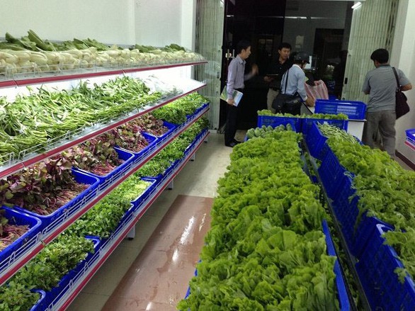 Những dấu hiệu nhận biết nhiễm sán lợn - Ảnh 1. Những dấu hiệu nhận biết nhiễm sán lợn - Ảnh 1.