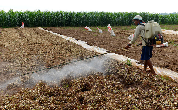 Thuốc diệt cỏ gây ung thư: Càng để lâu, càng có tội với dân - Ảnh 1.