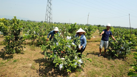 Người lập trang trại cây trái thênh thang giữa ruộng đồng trũng thấp - Ảnh 2. Người lập trang trại cây trái thênh thang giữa ruộng đồng trũng thấp - Ảnh 2.
