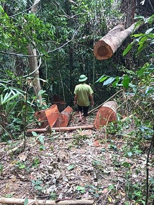 Lại xảy ra phá rừng quy mô lớn ở Quảng Bình - Ảnh 4. Lại xảy ra phá rừng quy mô lớn ở Quảng Bình - Ảnh 4.