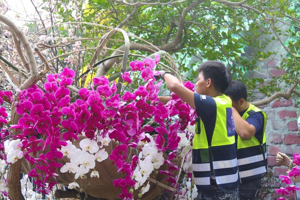 20.000 cành hoa anh đào khoe sắc tại vườn hoa Lý Thái Tổ - Ảnh 6. 20.000 cành hoa anh đào khoe sắc tại vườn hoa Lý Thái Tổ - Ảnh 6.
