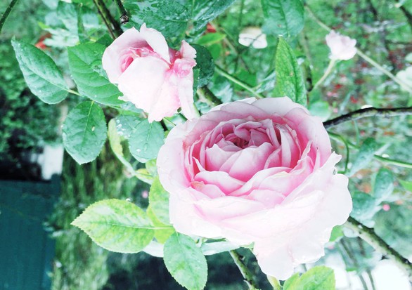 Bình đẳng giới không phải ở bông hoa - Ảnh 1. Bình đẳng giới không phải ở bông hoa - Ảnh 1.