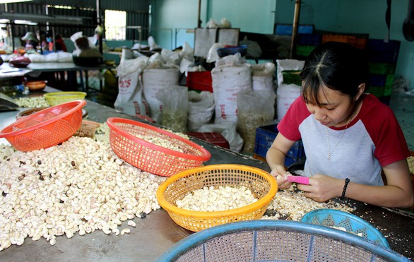 Ngành điều gặp khó vì con mọt - Ảnh 1. Ngành điều gặp khó vì con mọt - Ảnh 1.