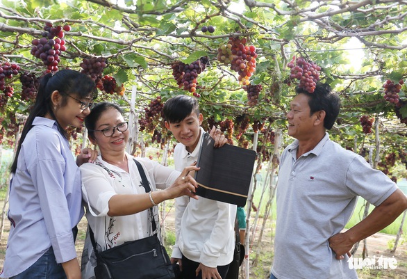 Đưa du khách trải nghiệm làng nho - Ảnh 4. Đưa du khách trải nghiệm làng nho - Ảnh 4.