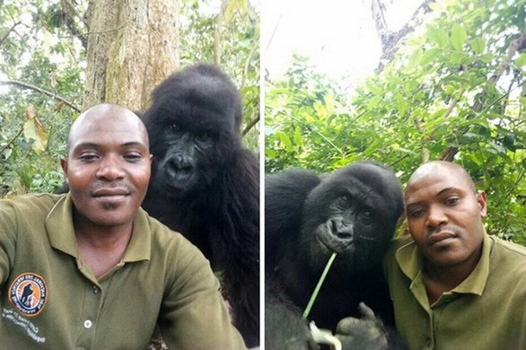 Khỉ đột tạo dáng chụp ảnh selfie cùng kiểm lâm - Ảnh 3. Khỉ đột tạo dáng chụp ảnh selfie cùng kiểm lâm - Ảnh 3.
