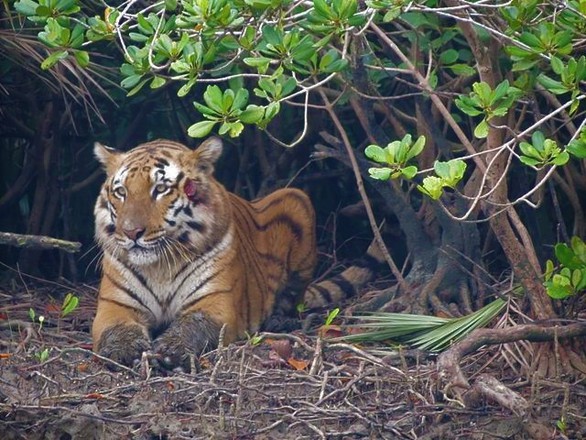 Hổ Bengal có thể tuyệt chủng trong 50 năm tới - Ảnh 1. Hổ Bengal có thể tuyệt chủng trong 50 năm tới - Ảnh 1.