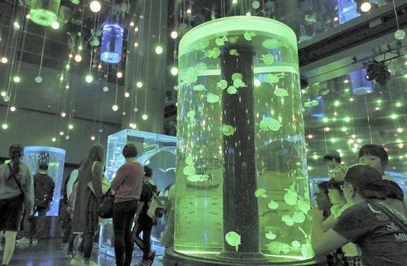 Đi Tokyo xem triển lãm... sứa - Ảnh 2. Đi Tokyo xem triển lãm... sứa - Ảnh 2.
