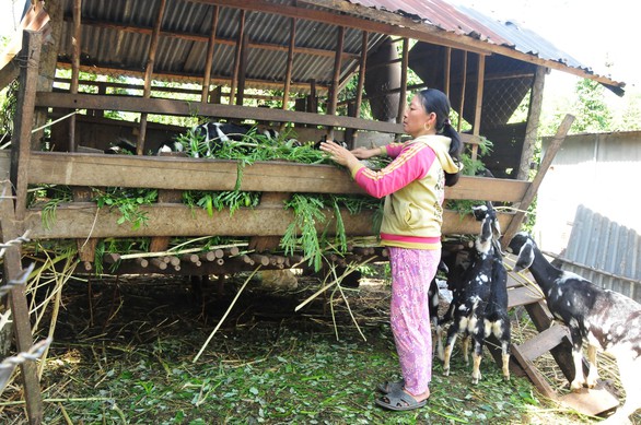 Giá dê tăng cao, thương lái săn lùng, nông dân ém chờ giá - Ảnh 1. Giá dê tăng cao, thương lái săn lùng, nông dân ém chờ giá - Ảnh 1.