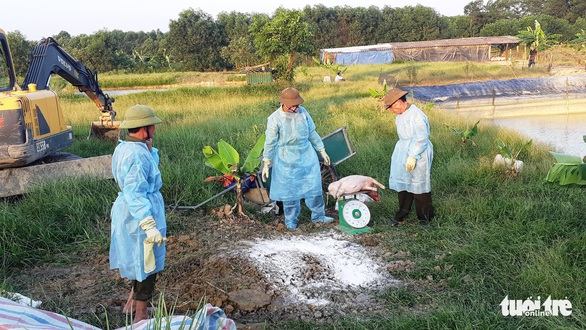 Hà Tĩnh xuất hiện ổ dịch tả heo châu Phi đầu tiên - Ảnh 2. Hà Tĩnh xuất hiện ổ dịch tả heo châu Phi đầu tiên - Ảnh 2.