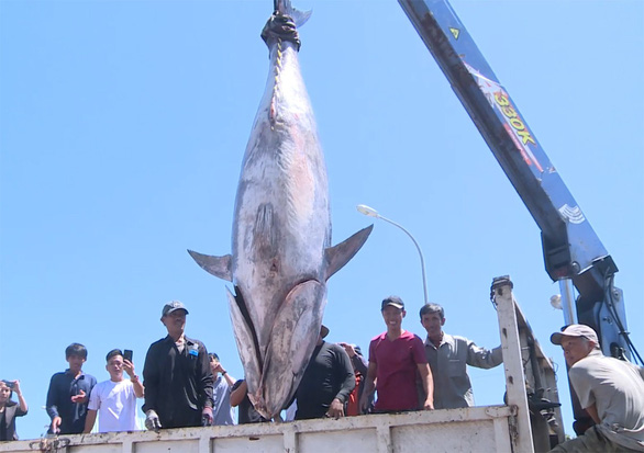 3 ngư dân Phú Yên cùng lúc câu được 3 con cá ngừ đại dương khủng chưa từng thấy - Ảnh 2.