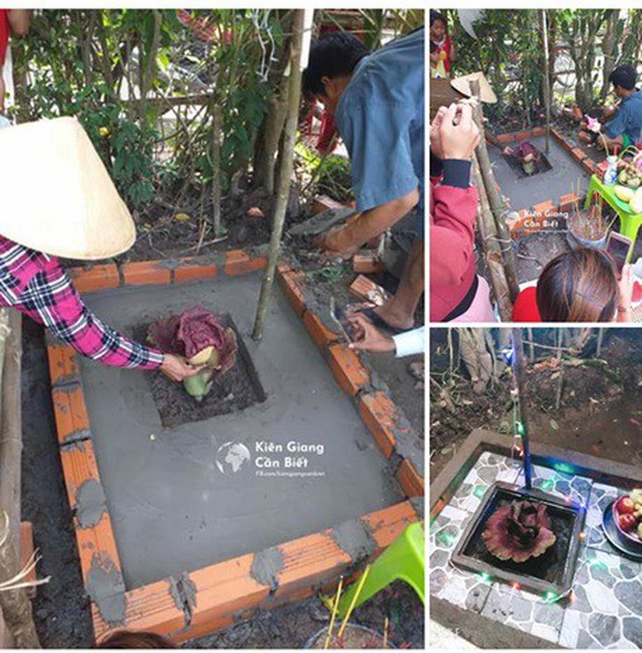 Không có chuyện “Hoa thánh” ở Kiên Giang - Ảnh 1. Không có chuyện “Hoa thánh” ở Kiên Giang - Ảnh 1.