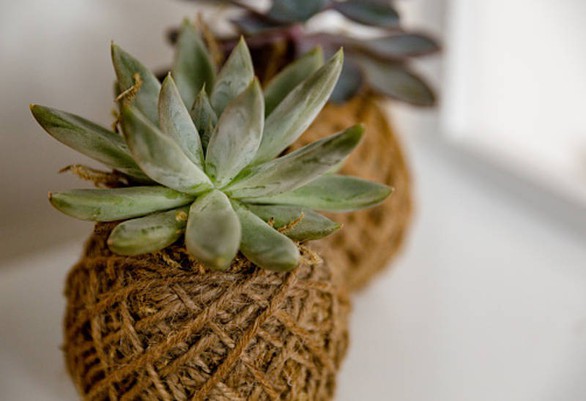 Tô điểm không gian sống với nghệ thuật trồng cây Kokedama của người Nhật - Ảnh 6. Tô điểm không gian sống với nghệ thuật trồng cây Kokedama của người Nhật - Ảnh 6.