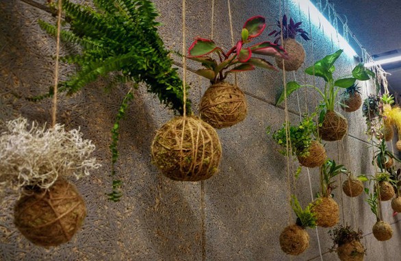 Tô điểm không gian sống với nghệ thuật trồng cây Kokedama của người Nhật - Ảnh 9. Tô điểm không gian sống với nghệ thuật trồng cây Kokedama của người Nhật - Ảnh 9.