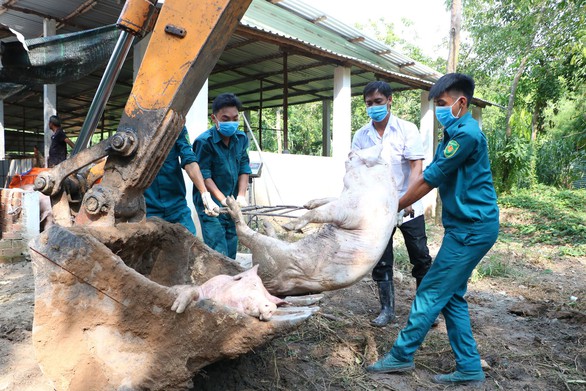 Dịch tả heo châu Phi đã xuất hiện ở Bình Dương, áp sát TP.HCM - Ảnh 2. Dịch tả heo châu Phi đã xuất hiện ở Bình Dương, áp sát TP.HCM - Ảnh 2.