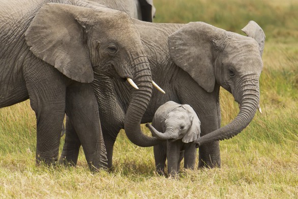 Cho săn lại, 130.000 voi ở Botswana vào tầm súng bắn giết - Ảnh 1. Cho săn lại, 130.000 voi ở Botswana vào tầm súng bắn giết - Ảnh 1.