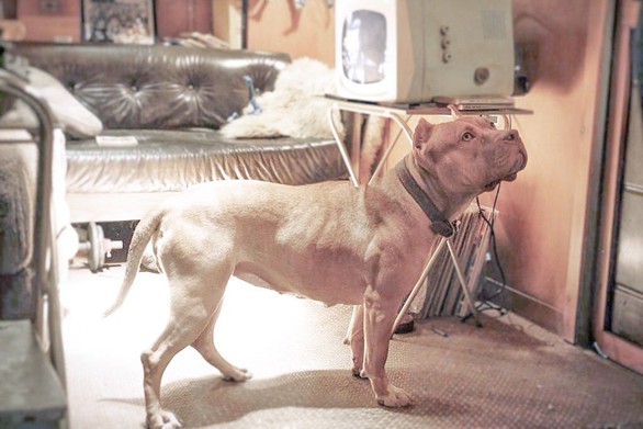 Cô chó pitbull trong phim của Quentin Tarantino đoạt Cành cọ vàng - Ảnh 4. Cô chó pitbull trong phim của Quentin Tarantino đoạt Cành cọ vàng - Ảnh 4.