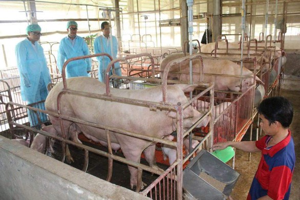 Cần Thơ là địa phương thứ 6 ở ĐBSCL có dịch tả heo châu Phi - Ảnh 1. Cần Thơ là địa phương thứ 6 ở ĐBSCL có dịch tả heo châu Phi - Ảnh 1.