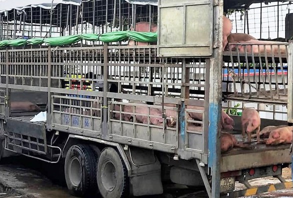 Phó chủ tịch Quảng Nam: Xe chở heo bệnh lọt chốt kiểm dịch có thể do sơ suất - Ảnh 1. Phó chủ tịch Quảng Nam: Xe chở heo bệnh lọt chốt kiểm dịch có thể do sơ suất - Ảnh 1.