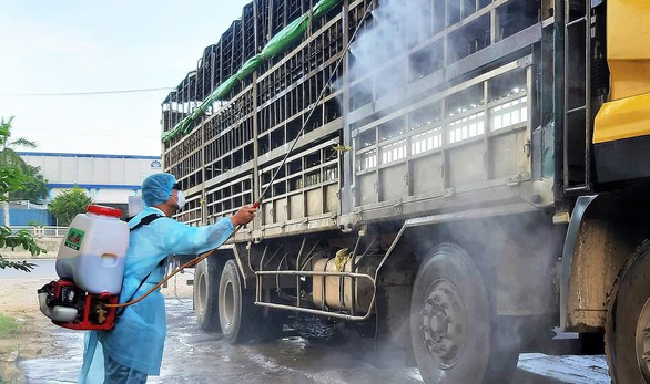 Xe chở heo nhiễm tả được qua chốt kiểm dịch, dừng lại bán mới bị bắt - Ảnh 2. Xe chở heo nhiễm tả được qua chốt kiểm dịch, dừng lại bán mới bị bắt - Ảnh 2.