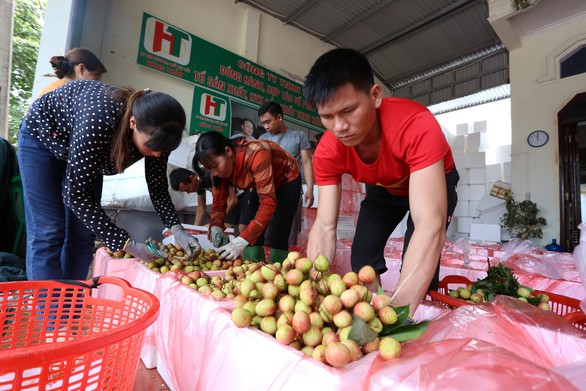 Lần đầu tiên vải thiều Bắc Giang có sản phẩm hữu cơ - Ảnh 4. Lần đầu tiên vải thiều Bắc Giang có sản phẩm hữu cơ - Ảnh 4.