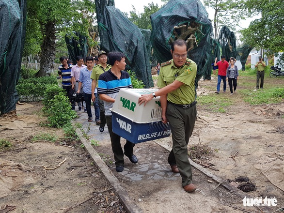 Vì sao không thả cặp rắn hổ mây khủng trở lại vùng Bảy Núi? - Ảnh 2. Vì sao không thả cặp rắn hổ mây khủng trở lại vùng Bảy Núi? - Ảnh 2.