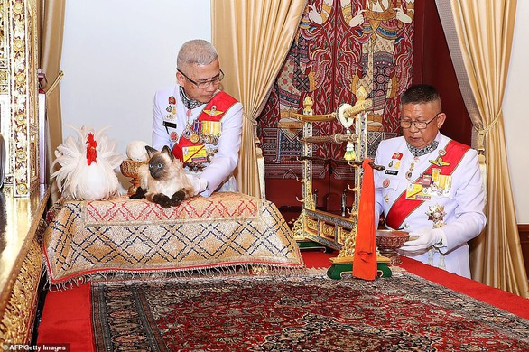 Con mèo Xiêm trong lễ đăng cơ của vua Thái là mèo giả hay thật? - Ảnh 1. Con mèo Xiêm trong lễ đăng cơ của vua Thái là mèo giả hay thật? - Ảnh 1.