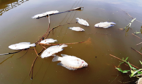 Cá chết trắng sông Bàn Thạch, do sông nhiễm mặn hay ô nhiễm? - Ảnh 3.