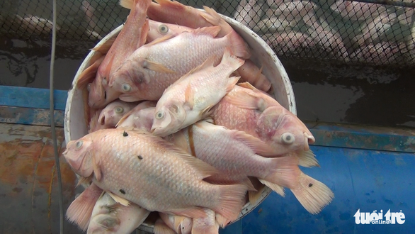 Cá chết bất thường, chủ 3.000 lồng bè trên sông Tiền hoang mang - Ảnh 3. Cá chết bất thường, chủ 3.000 lồng bè trên sông Tiền hoang mang - Ảnh 3.