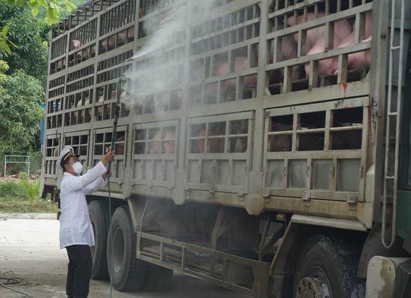 Địa phương thứ 53 trên cả nước công bố dịch tả heo châu Phi - Ảnh 1. Địa phương thứ 53 trên cả nước công bố dịch tả heo châu Phi - Ảnh 1.